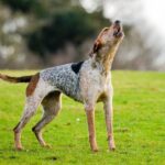 Why Dogs Howl at Sirens