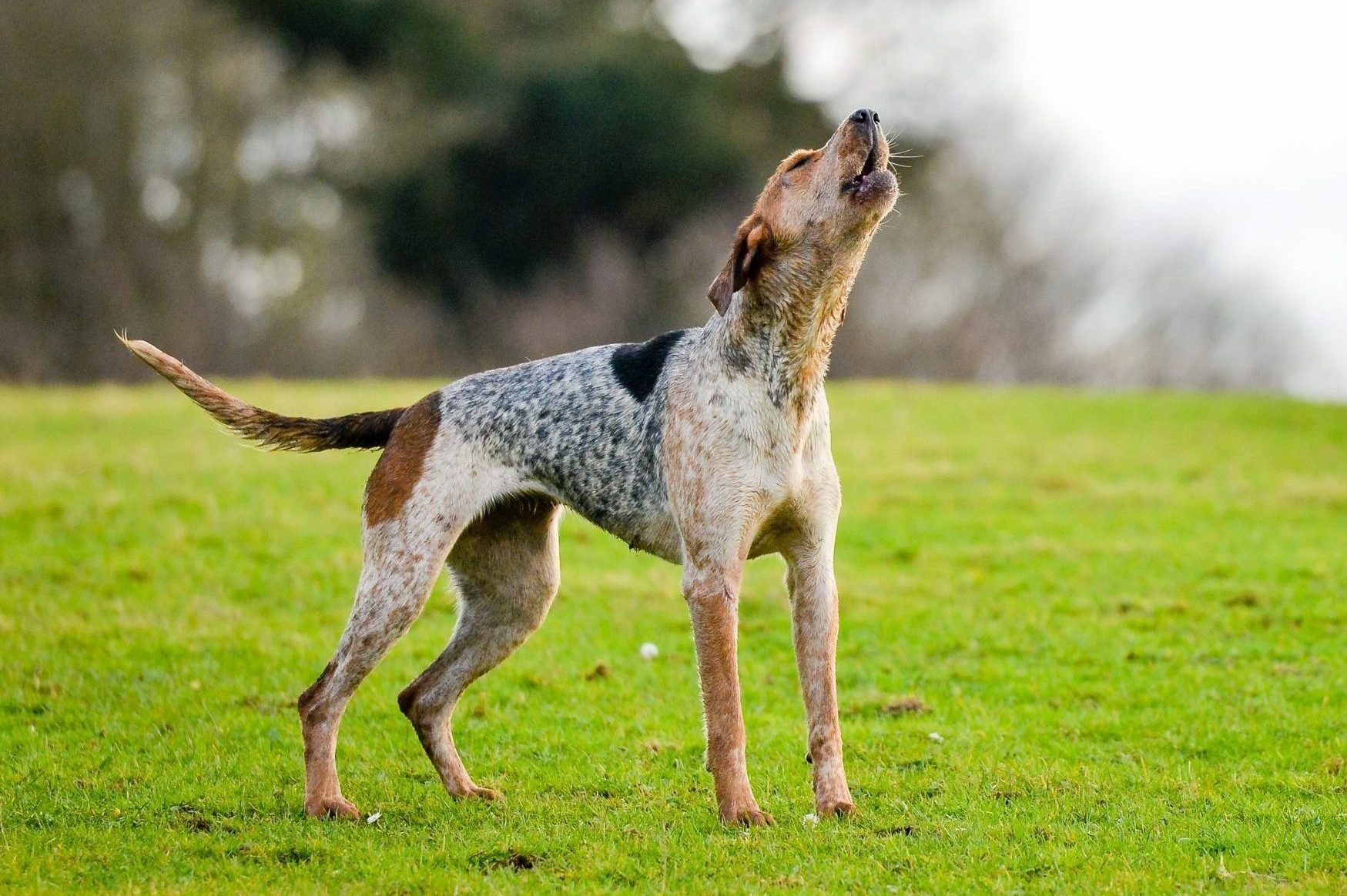 Why Dogs Howl at Sirens