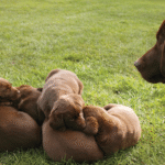 Dog Litter Separation