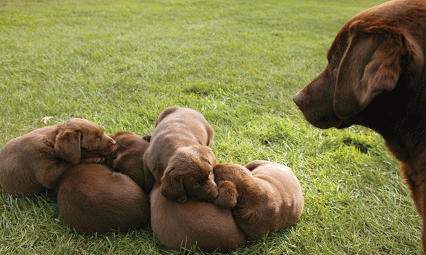 Dog Litter Separation