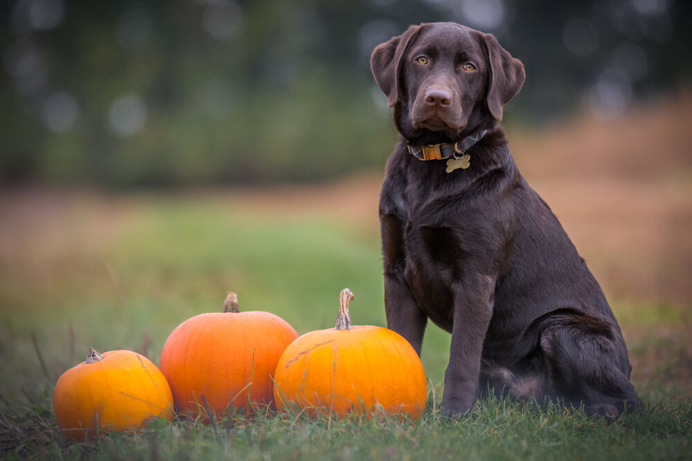 Canned Pumpkin for Dogs and Cats